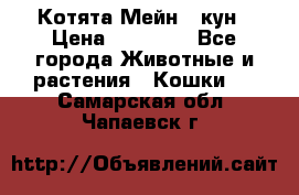 Котята Мейн - кун › Цена ­ 19 000 - Все города Животные и растения » Кошки   . Самарская обл.,Чапаевск г.